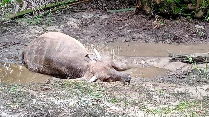 Kerbau yang mati mendadak di Kuansing (Tribunepekanbaru)